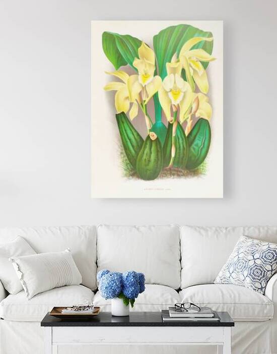 Lycaste costata by IStockHistory com