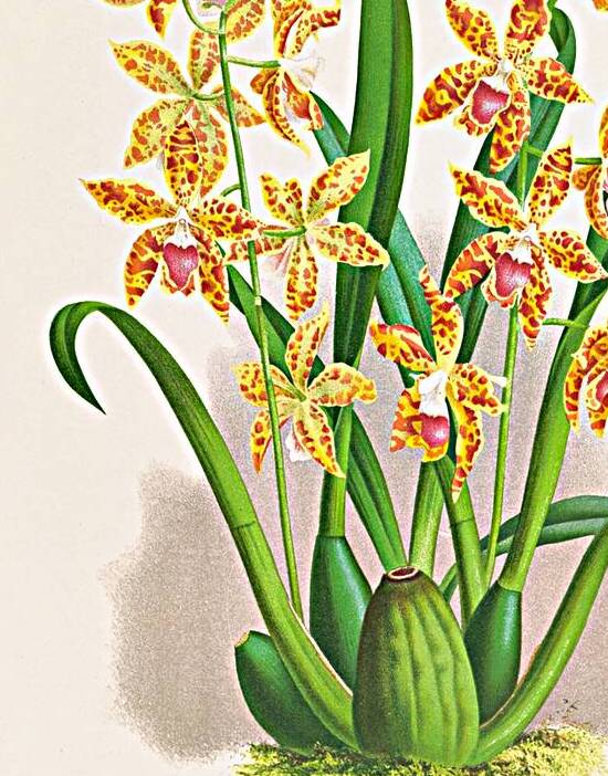 Odontoglossum schillerianum by IStockHistory com
