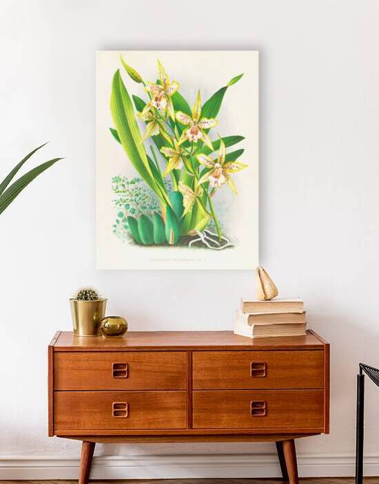 Odontoglossum duvivierianum by IStockHistory com