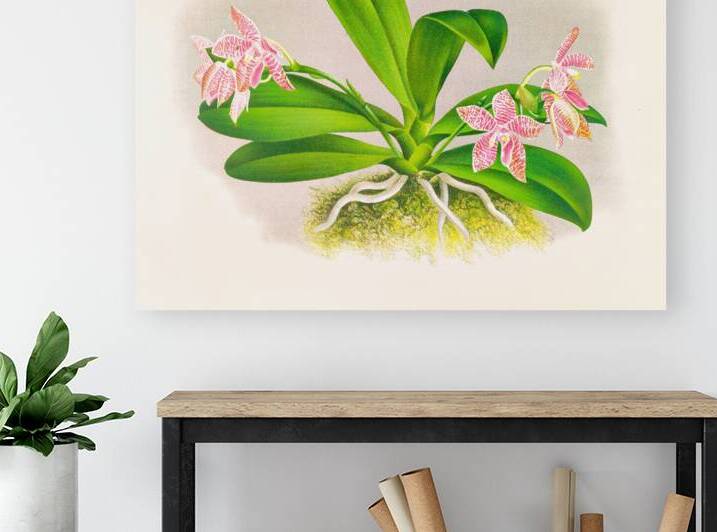 Phalaenopsis luddemanniana by IStockHistory com