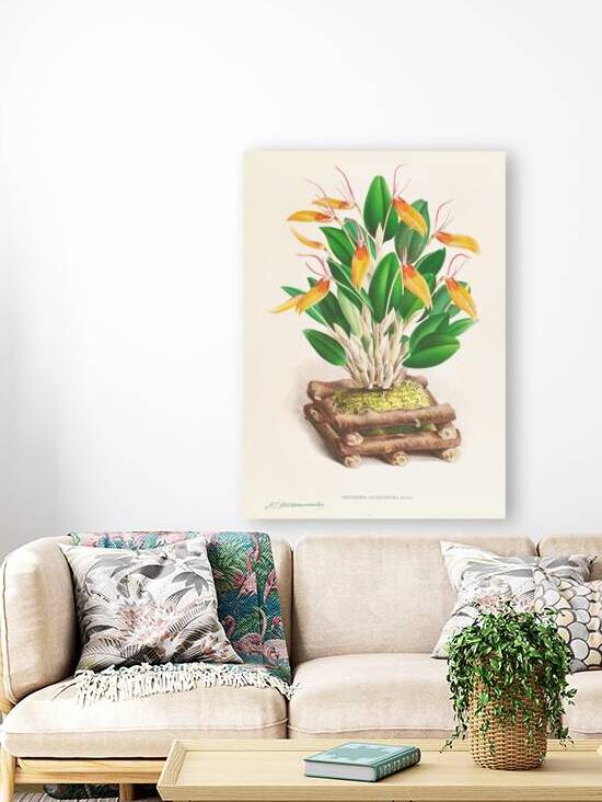 Restrepia antennifera by IStockHistory com