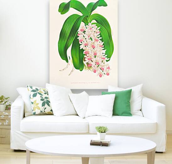 Saccolabium giganteum var illustre by IStockHistory com