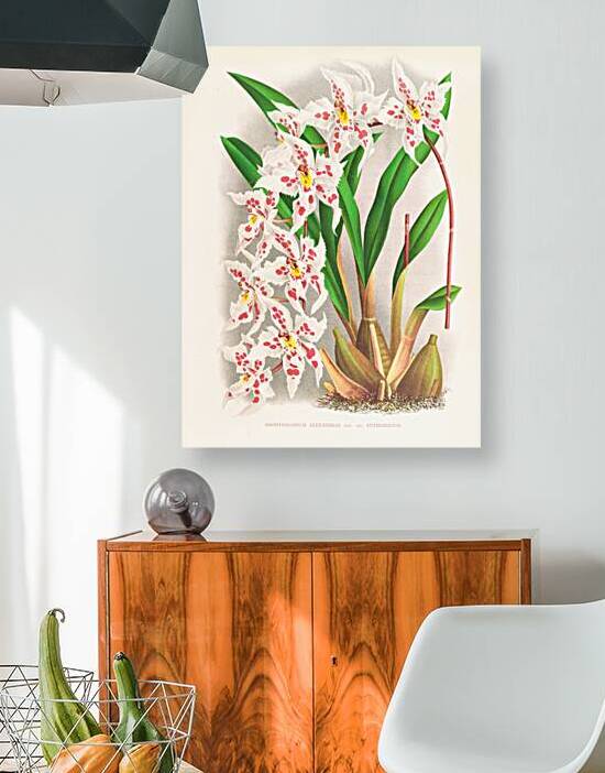 Odontoglossum alexandrae var cutsemianum by IStockHistory com