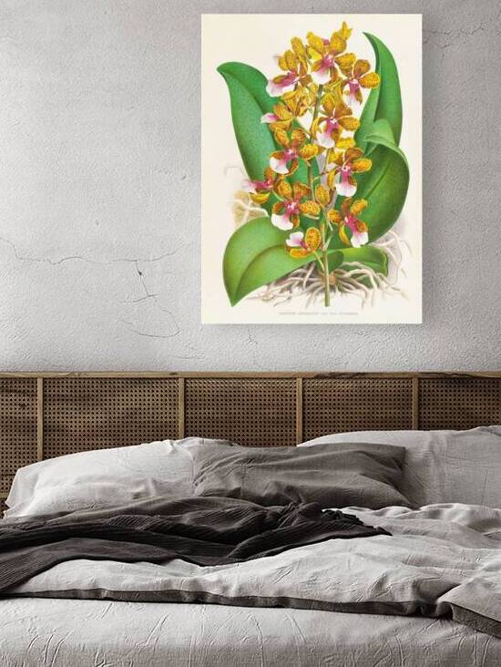 Oncidium Lannceanum by IStockHistory com