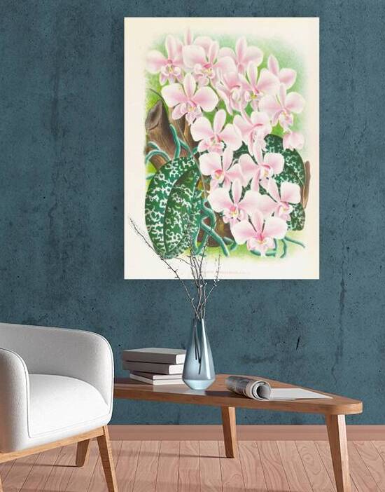 Phalaenopsis schilleriana by IStockHistory com