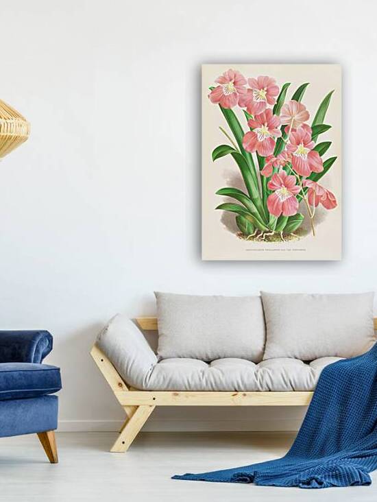 Odontoglossum Vexillarium by IStockHistory com