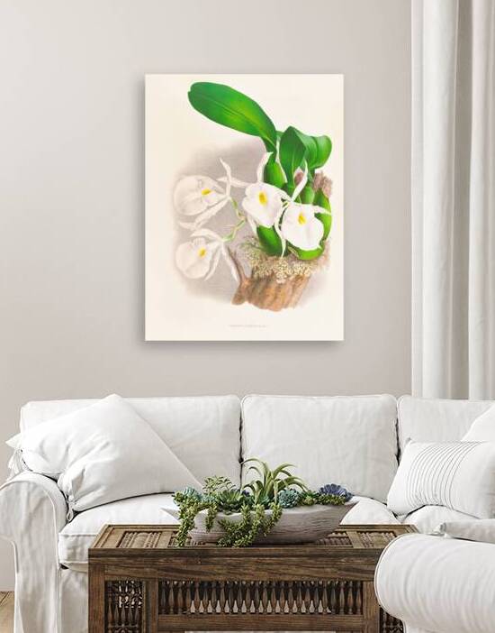 Pilumna nobilis by IStockHistory com