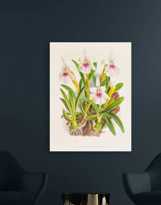 Miltonia spectabilis by IStockHistory com