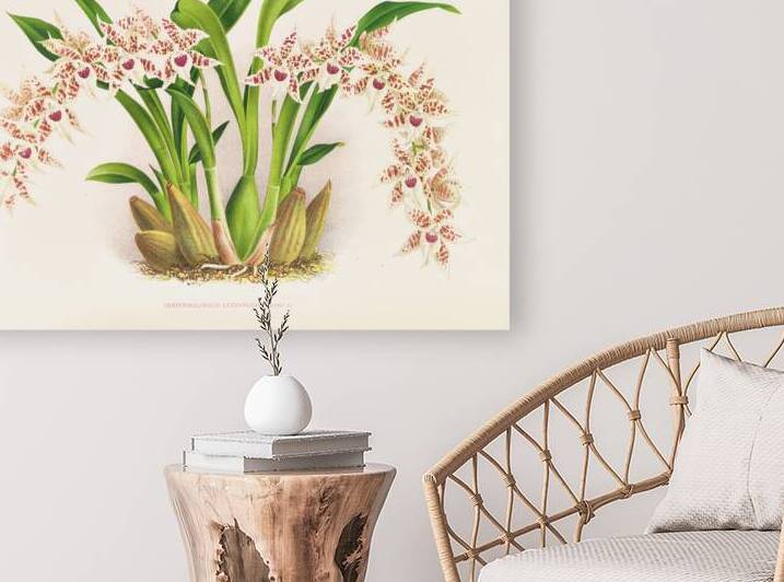 Odontoglossum lucianianum by IStockHistory com