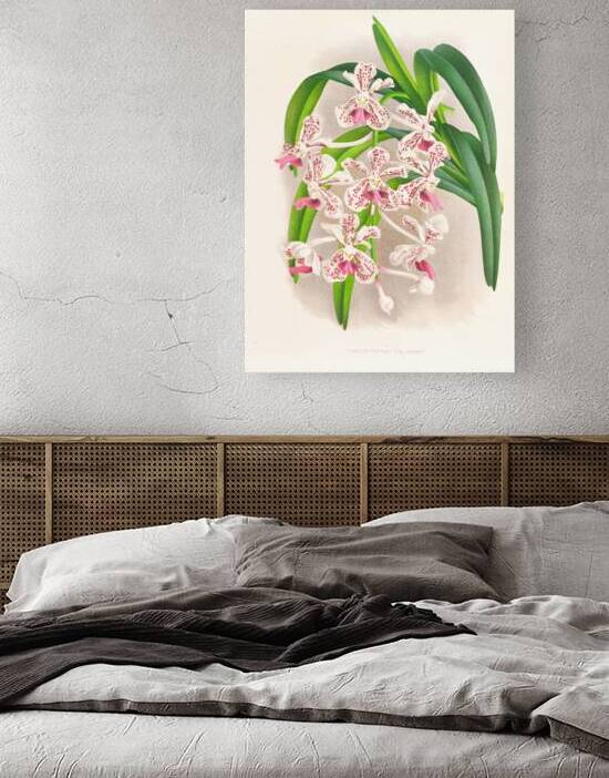 Vanda suavis by IStockHistory com