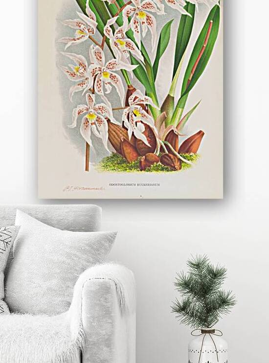 Odontoglossum Ruckerianum by IStockHistory com