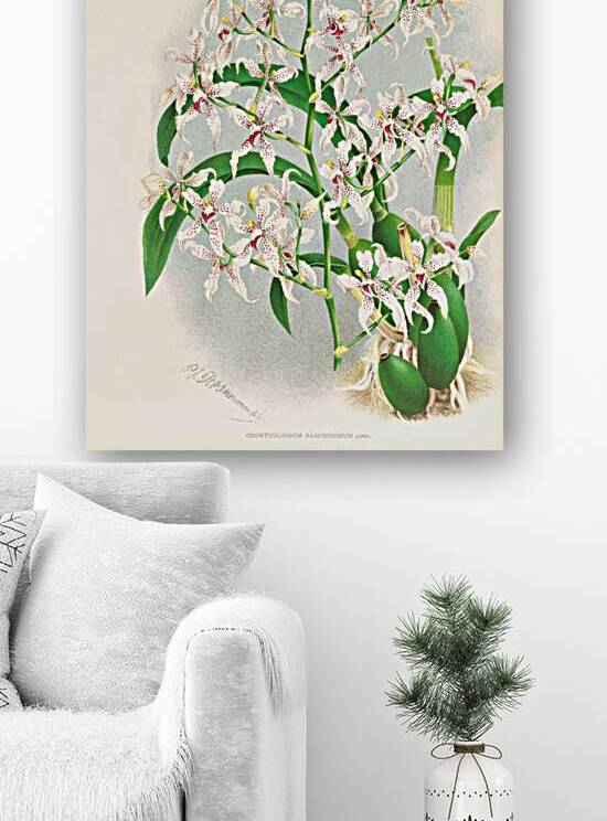 Odontoglossum ramosissimum by IStockHistory com