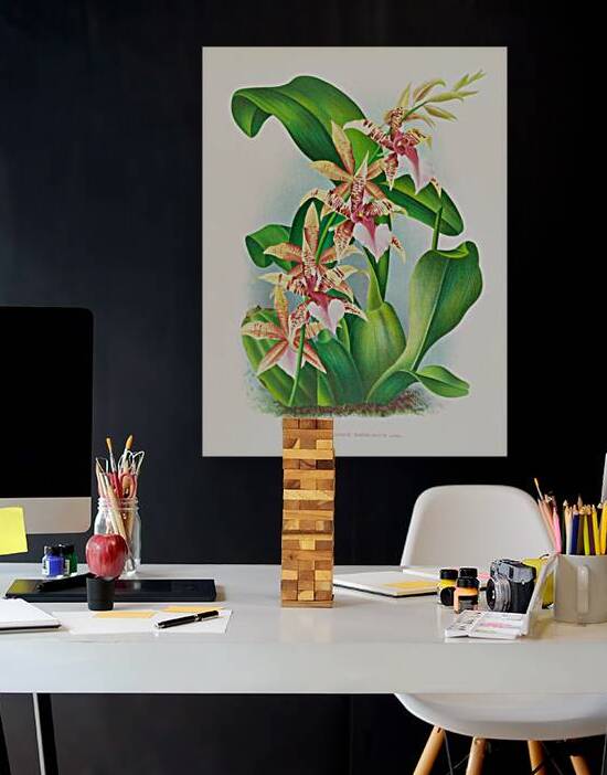 Odontoglossum Hastilabium by IStockHistory com