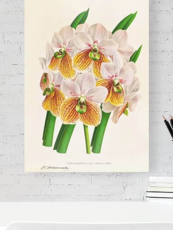 Vanda Sanderiana var Labello Viridi by IStockHistory com