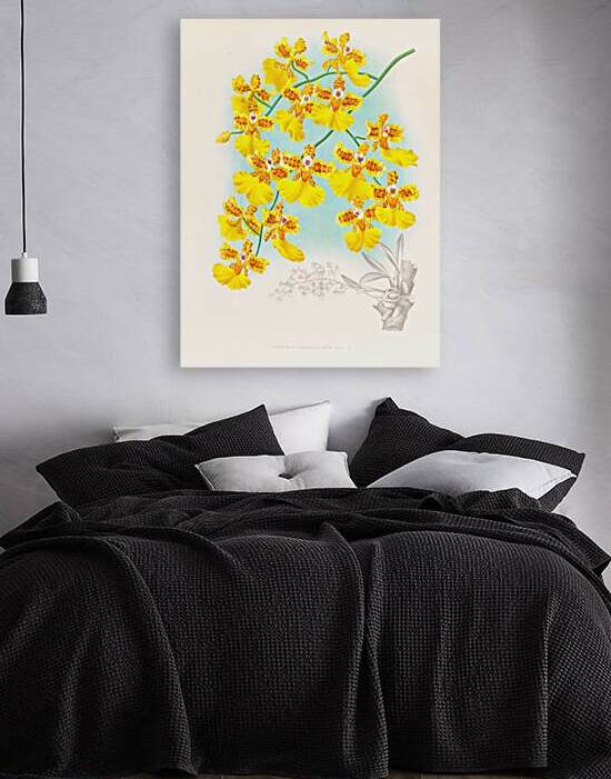 Oncidium marshallianum by IStockHistory com