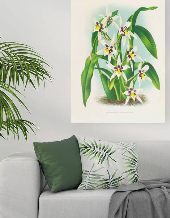 Odontoglossum maxillare by IStockHistory com