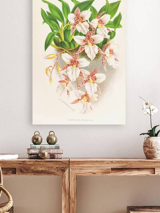 Odontoglossum rubescens by IStockHistory com