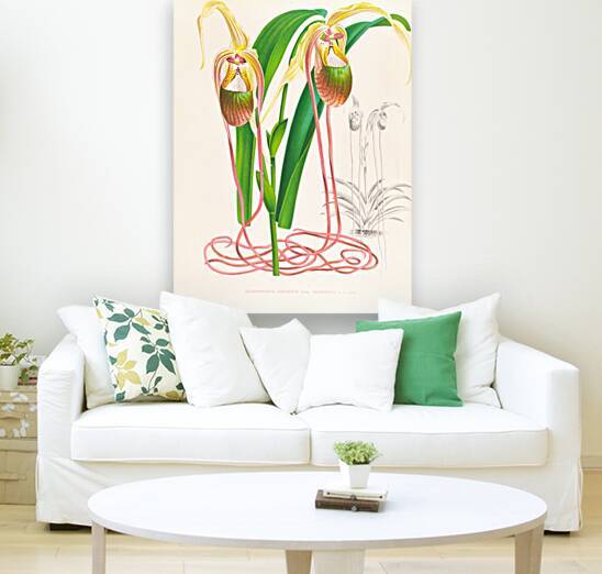 Selenipedium caudatum by IStockHistory com