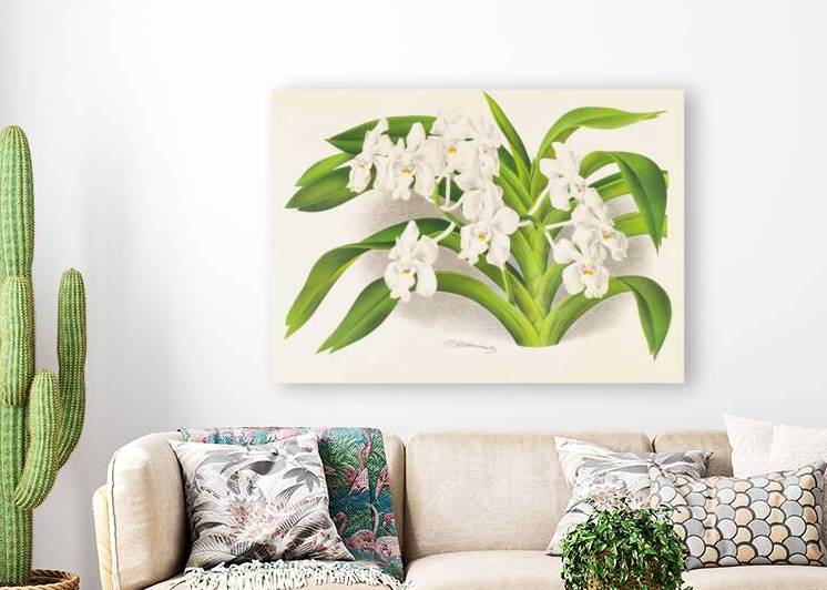 Vanda denisoniana by IStockHistory com