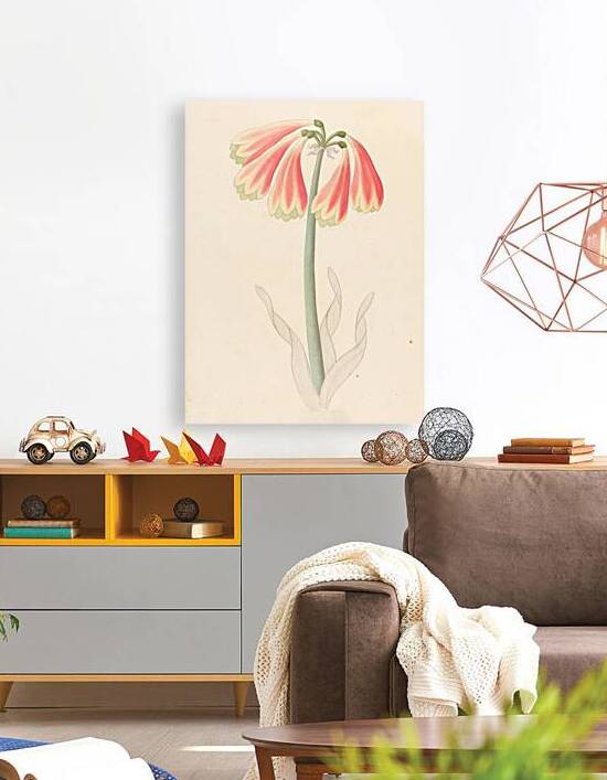 Cyrtanthus oblig [Cyrtanthus obliquus] 1817 by IStockHistory com