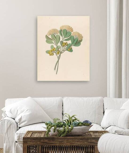 Pentandria Mon. [Pittosporum viridiflorum] 1817 by IStockHistory com