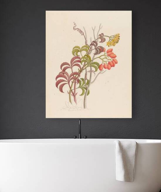 Cisfus Nov. Sp. [Cyphostemma quinatum] 1817 by IStockHistory com