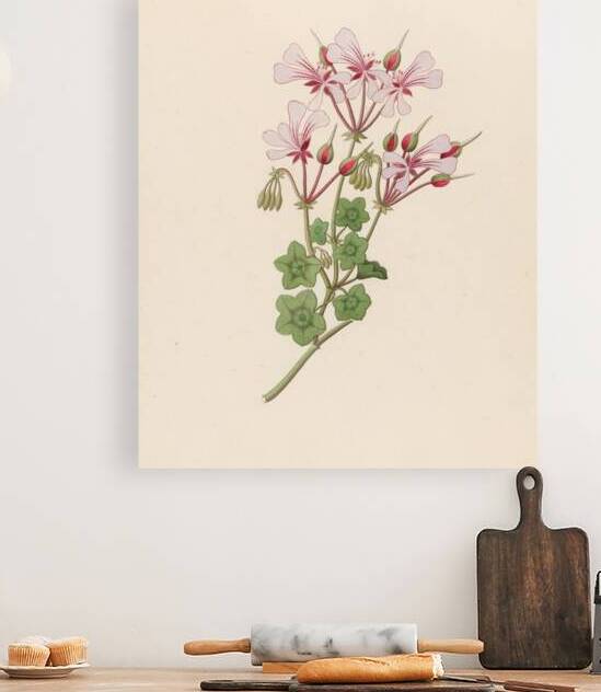 Pelargonium peltatum 1817 by IStockHistory com