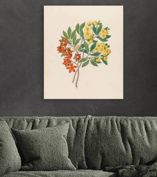 Icosandria monog. [Ochna arborea] 1817 by IStockHistory com