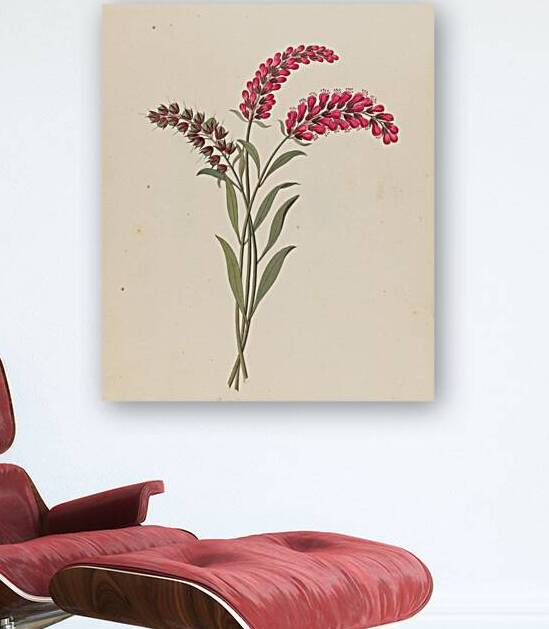 Pentand. Monog. [Lysimachia nutans] 1817 by IStockHistory com