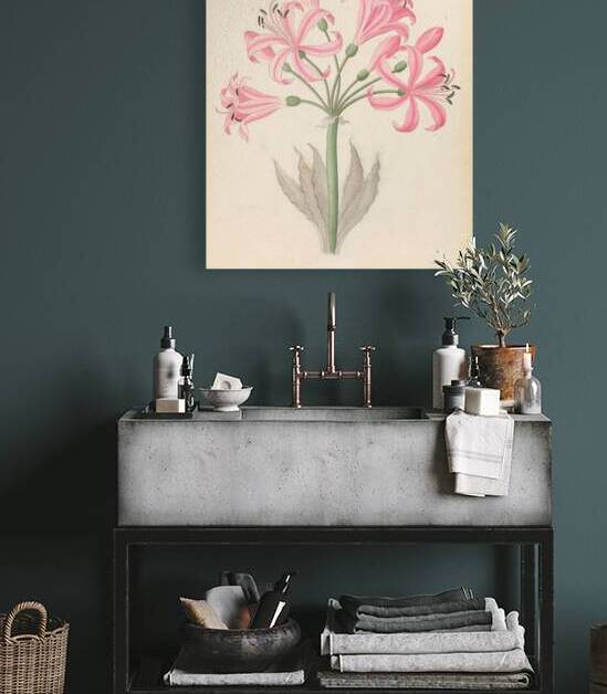 Amarillis [Boophone disticha] 1817 by IStockHistory com