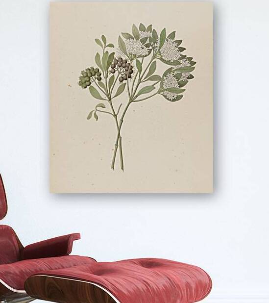 Pavetta caffra [Pavetta lanceolata] 1817 by IStockHistory com