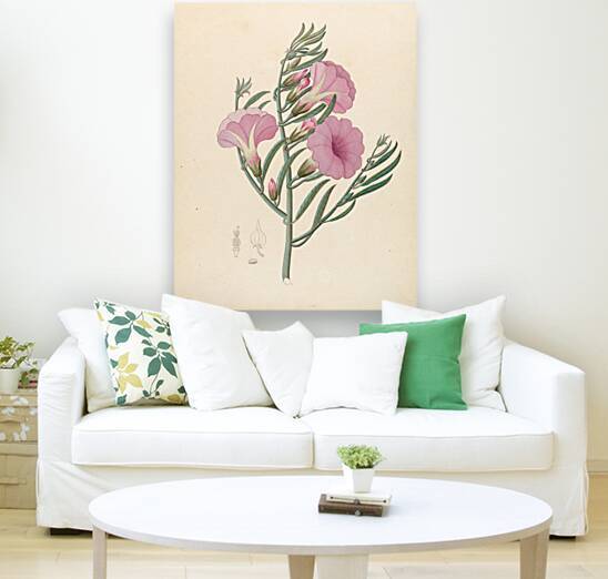 Convolvulus [Ipomoea oenotheroides] 1817 by IStockHistory com