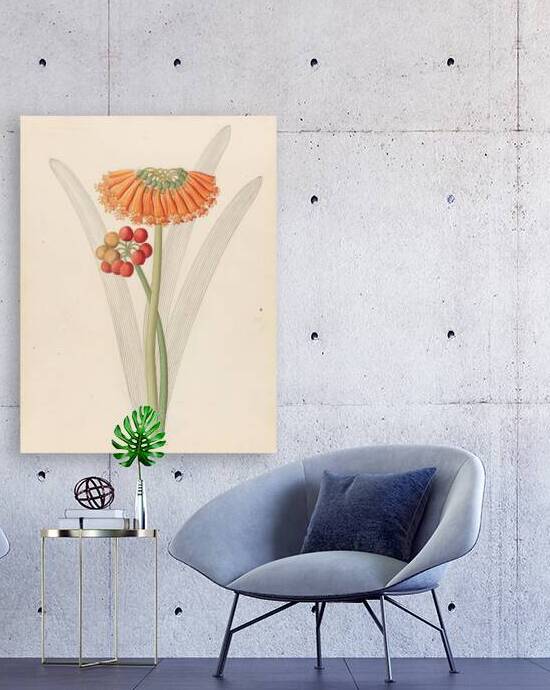 Cyrtanthus [Clivia nobilis] 1817 by IStockHistory com