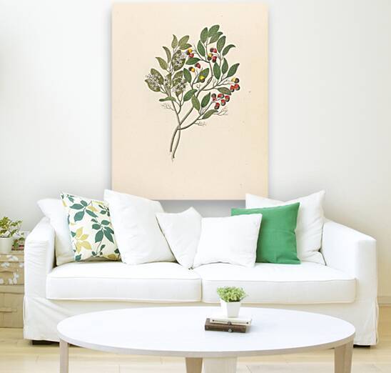 Celastrus [Apodytes dimidiata] 1817 by IStockHistory com