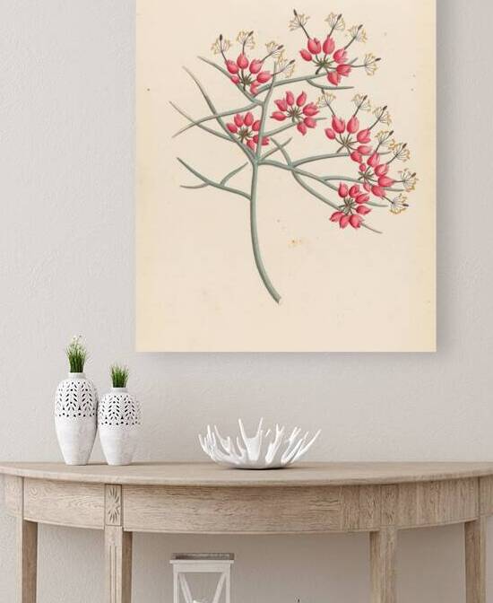 Cleome juncea. [Cadaba aphylla] 1817 by IStockHistory com