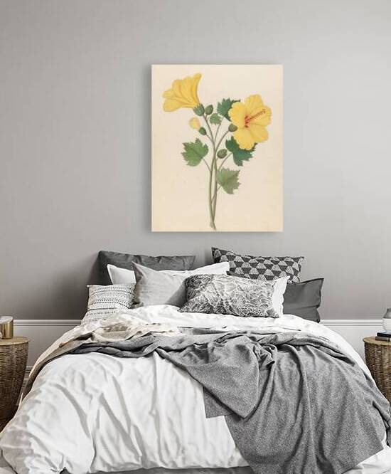 Hibiscus [Hibiscus calyphyllus] 1817 by IStockHistory com