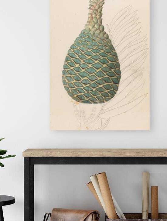 Zamia caffra [Encephalartos altensteinii female cone] 1817 by IStockHistory com