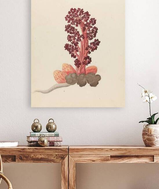 Aphyteia hydnora [Nymphaea nouchali] 1817 by IStockHistory com