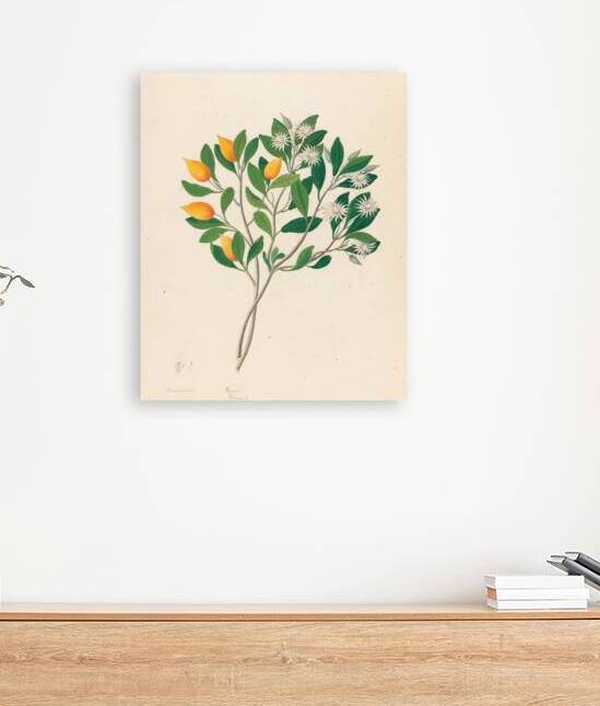 Hexand. Mono. [Mimusops obovata] 1817 by IStockHistory com