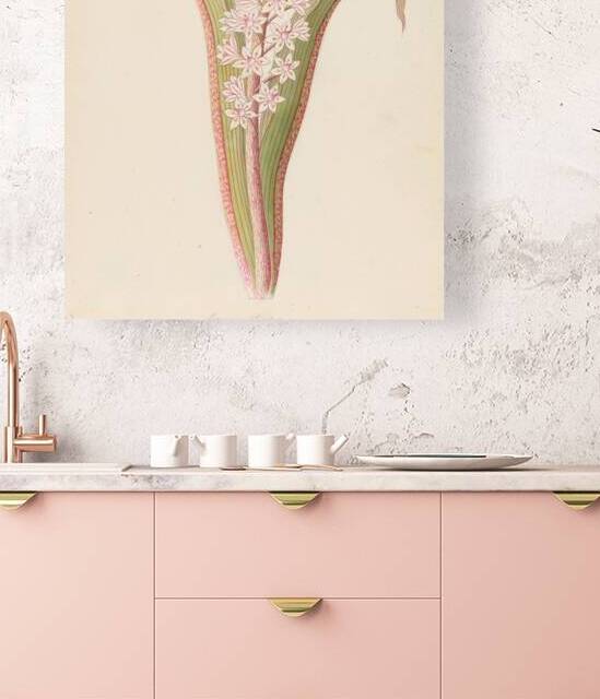 Eucomis punctata [Eucomis autumnalis] 1817 by IStockHistory com