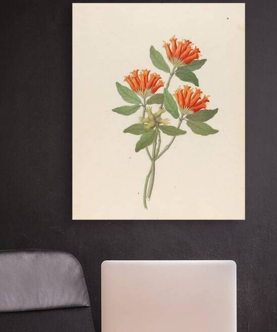 Gardenia Nova Sp. [Burchellia bubalina] 1817 by IStockHistory com