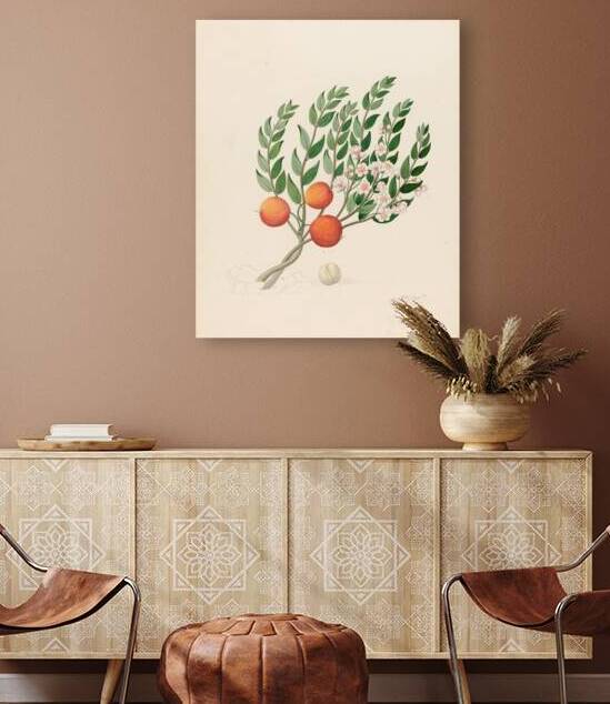 Eugenia or. Jambo [Eugenia albanensis] 1817 by IStockHistory com