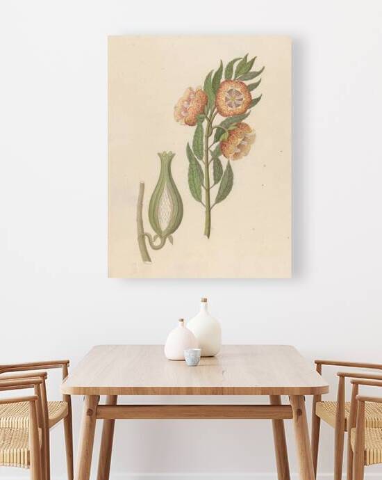 Asclepias grandiflora [Pachycarpus grandiflorus] 1817 by IStockHistory com