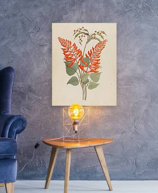 Erythrina Nov. Specie [Erythrina humeana] 1817  by IStockHistory com