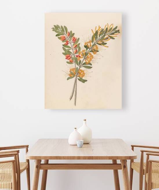 Loranthus N. Sp. [Moquiniella rubra] 1817 by IStockHistory com