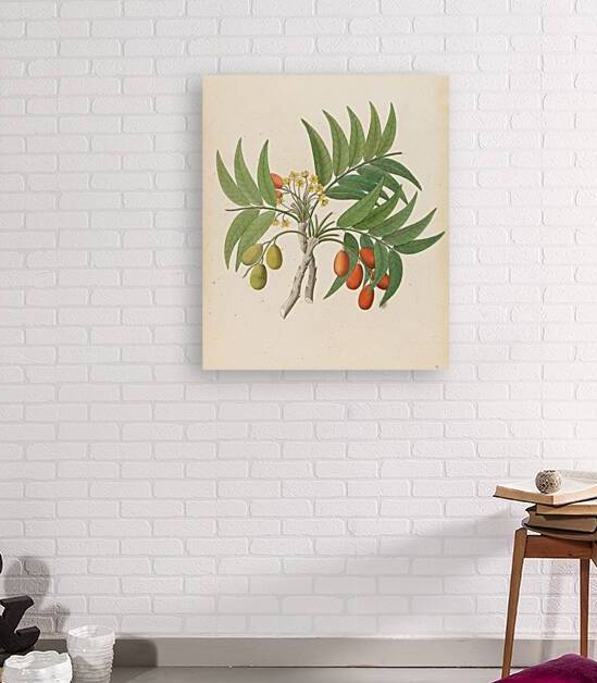 Decandria Mon. [Harpephyllum caffrum] 1817 by IStockHistory com