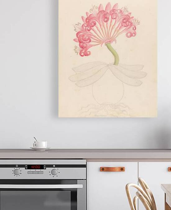 Brunswigia [Ammocharis coranica] 1817 by IStockHistory com