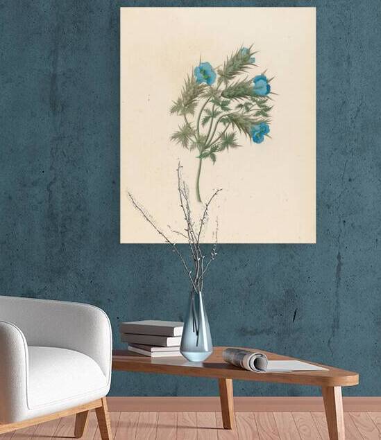 Acanthus carduifolia [Blepharis sinuata] 1817 by IStockHistory com