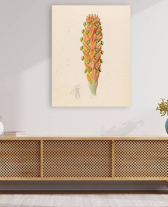 Didinamia angiosperma [Harveya hyobanchoides] 1817 by IStockHistory com