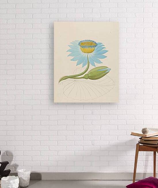 Nymphaea coerulea [Nymphaea nouchali] 1817 by IStockHistory com